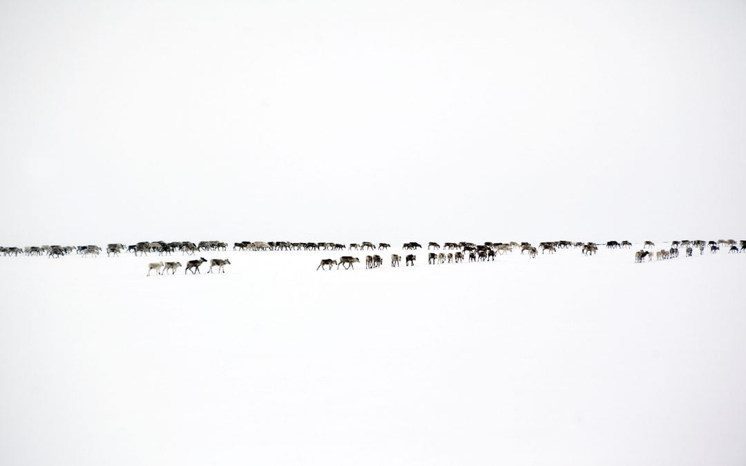 What reindeer and Indigenous perspectives can teach us about climate change